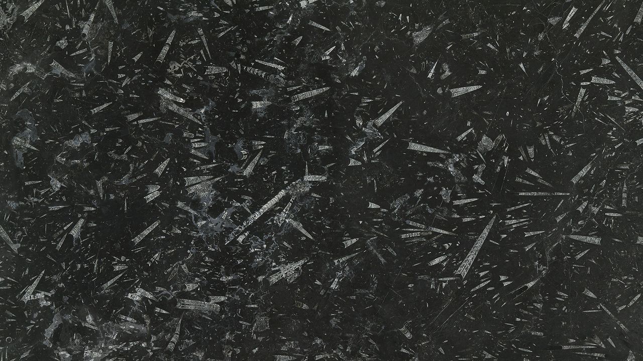 Fossil Black