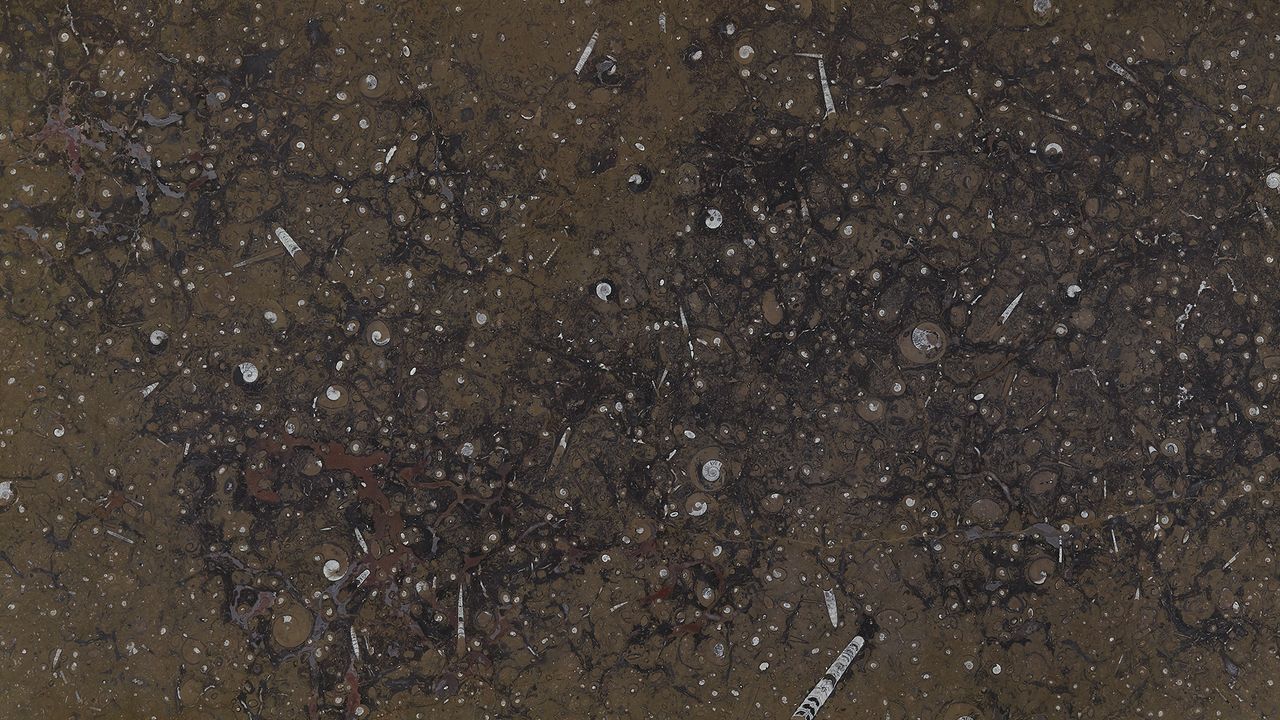 Fossil Brown